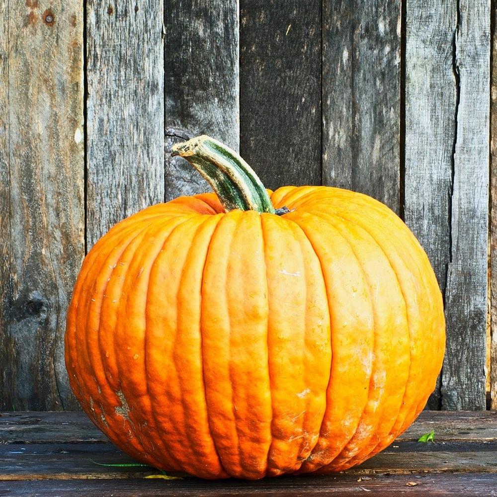 Pumpkin Seeds (Organic) - Connecticut Field
