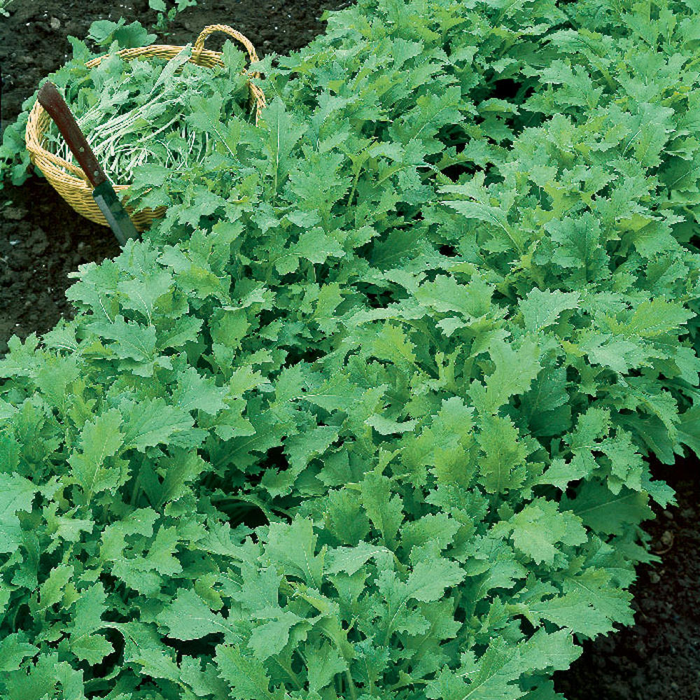 Turnip Seeds (Organic) - Seven Top