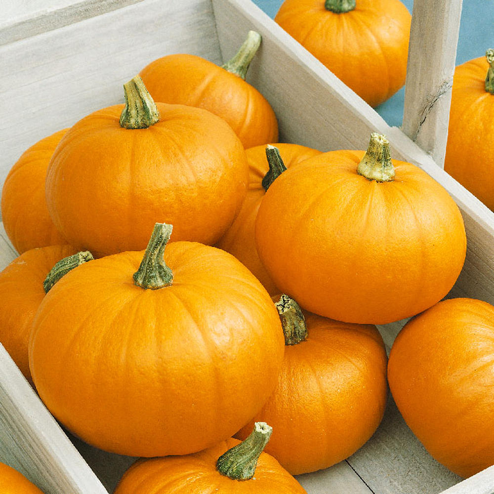 Pumpkin Seeds (Organic) - Spookie