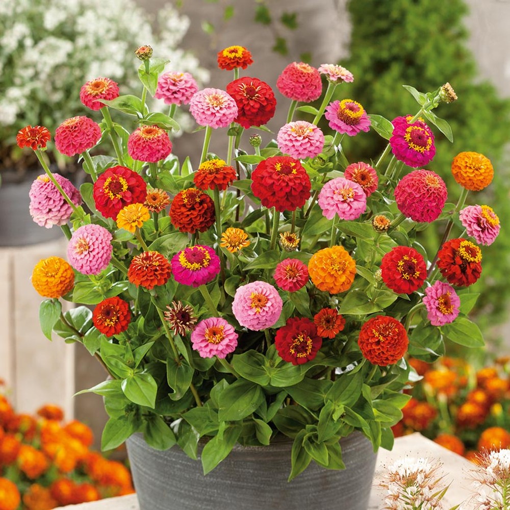 Zinnia Seeds (Organic) - Thumbelina