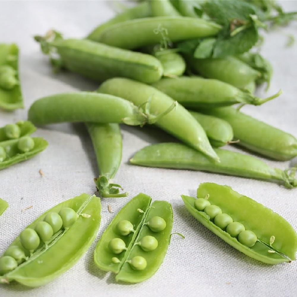 Pea Seeds (Snow) - Dwarf White Sugar