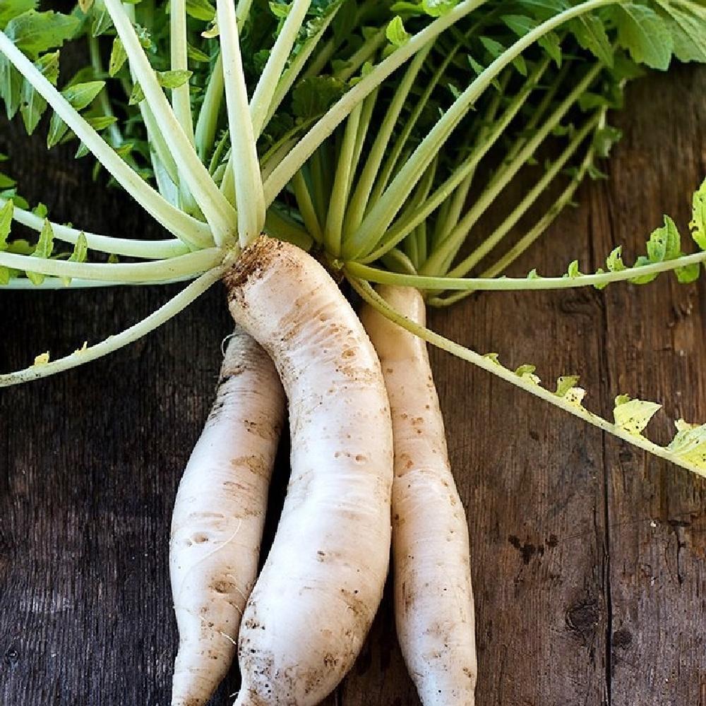 Radish Seeds - Japanese Minowase Daikon
