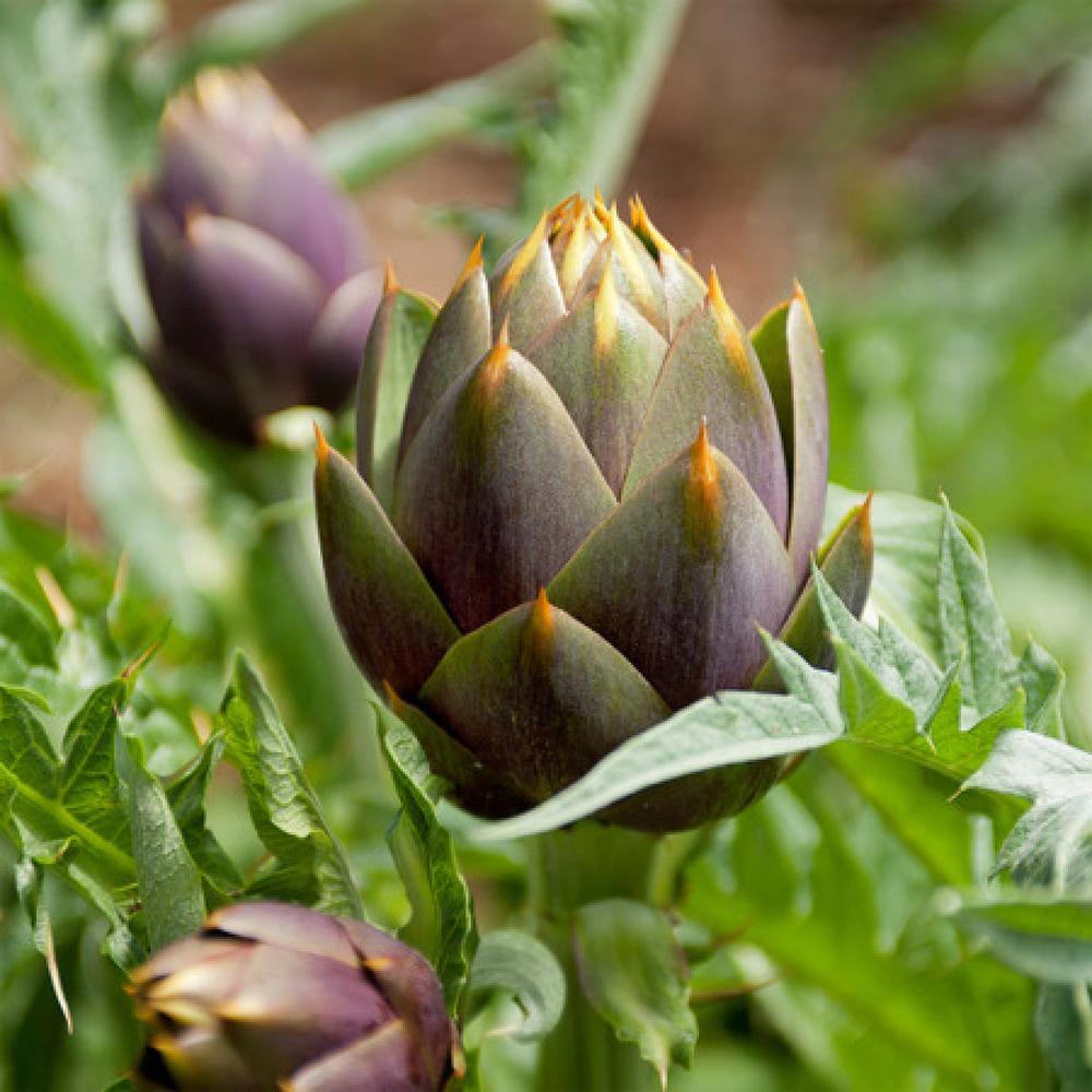 Artichoke Seeds - Violet