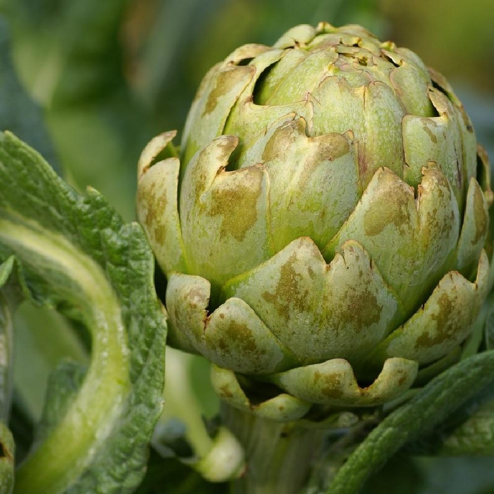 Artichoke Seeds - Green Globe