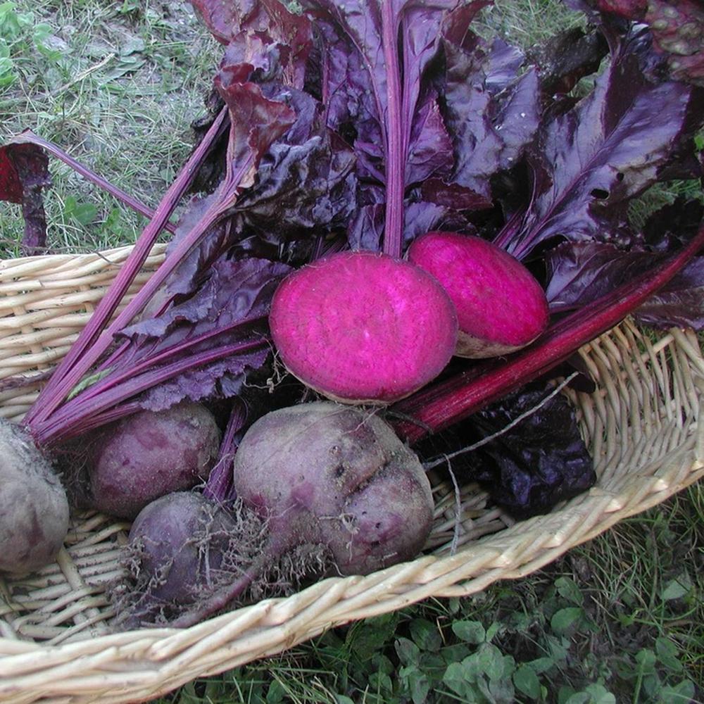 Beet Seeds - Bulls Blood
