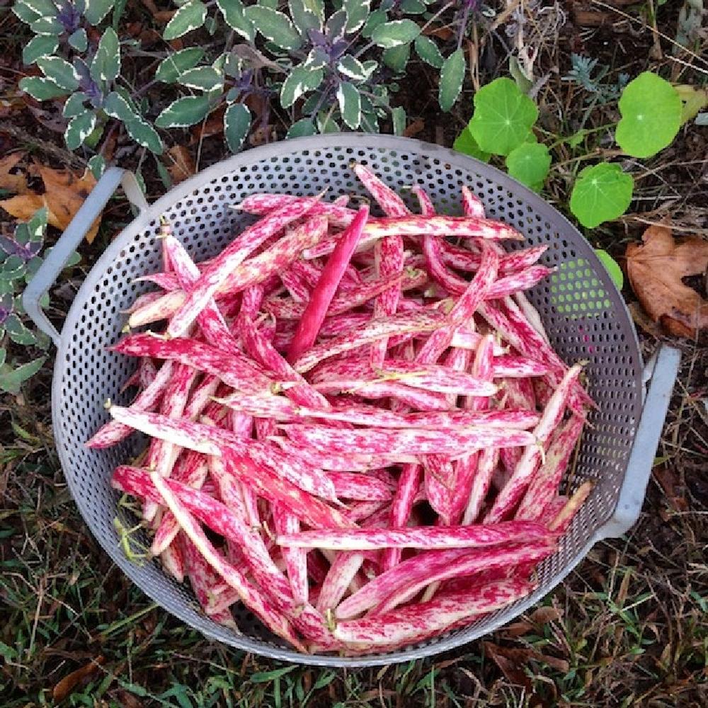 Bean Seeds (Bush) - Taylor Dwarf Horticultural