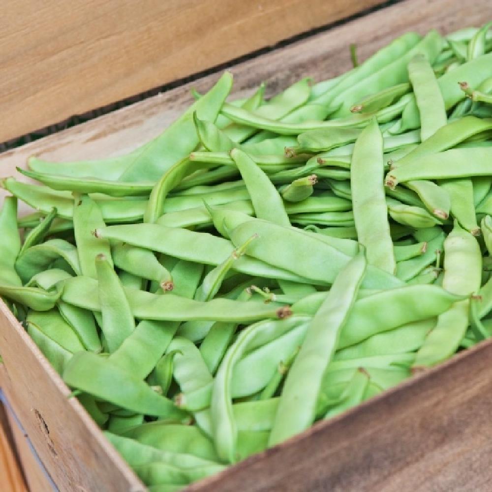 Bean Seeds (Bush) - Roma II