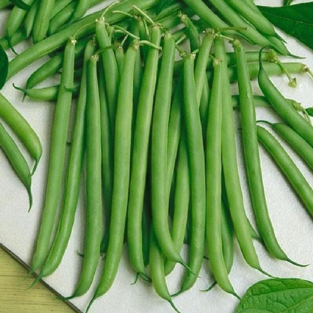 Bean Seeds (Bush) - Slenderette