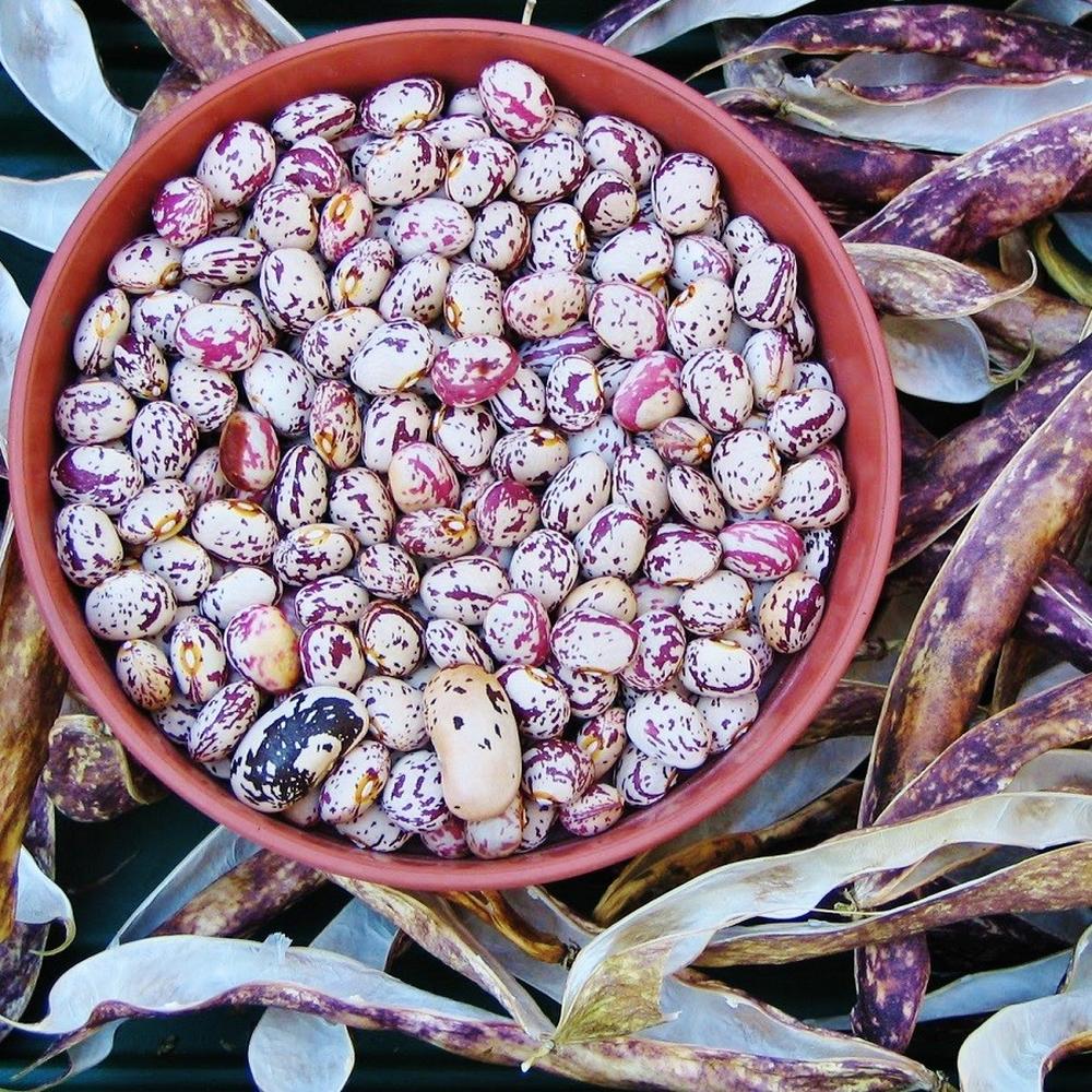Bean Seeds (Bush) - Borlotto
