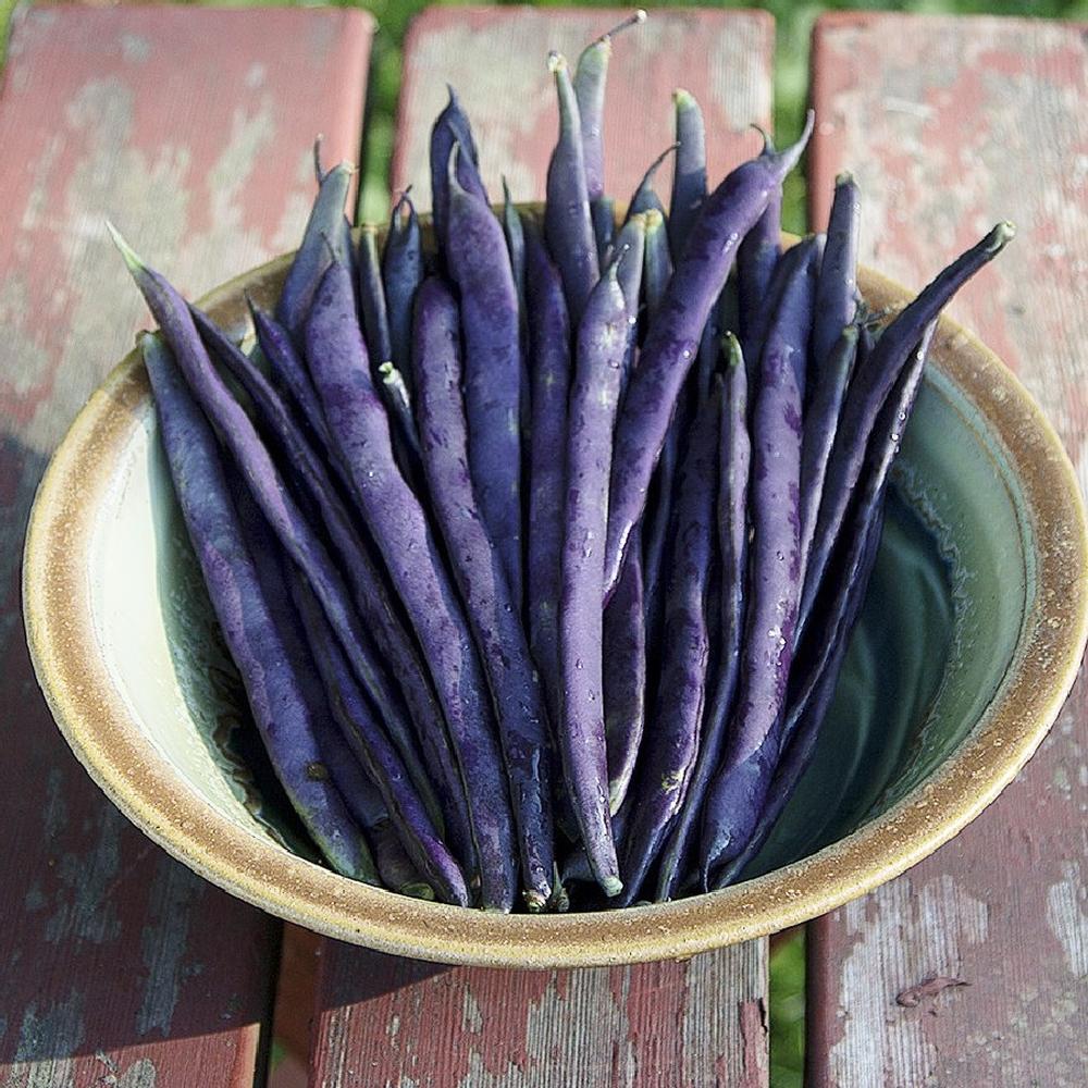 Bean Seeds (Bush) - Royal Burgundy