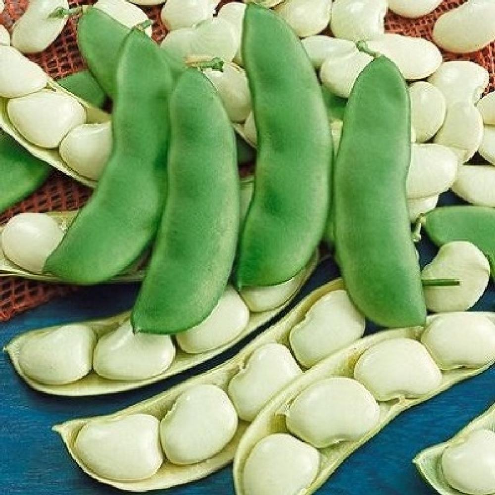Bean Seeds (Bush Lima) - Early Thorogreen