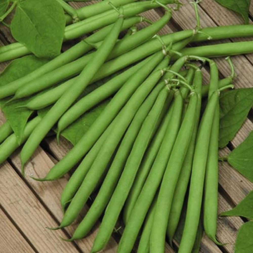 Bean Seeds (Bush) - Harvester