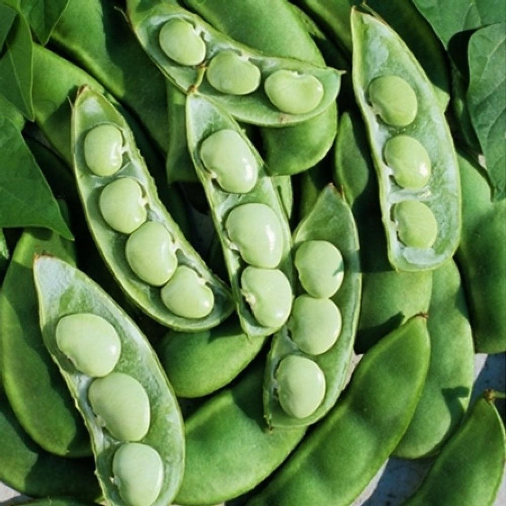 Bean Seeds (Bush Lima) - Fordhook 242