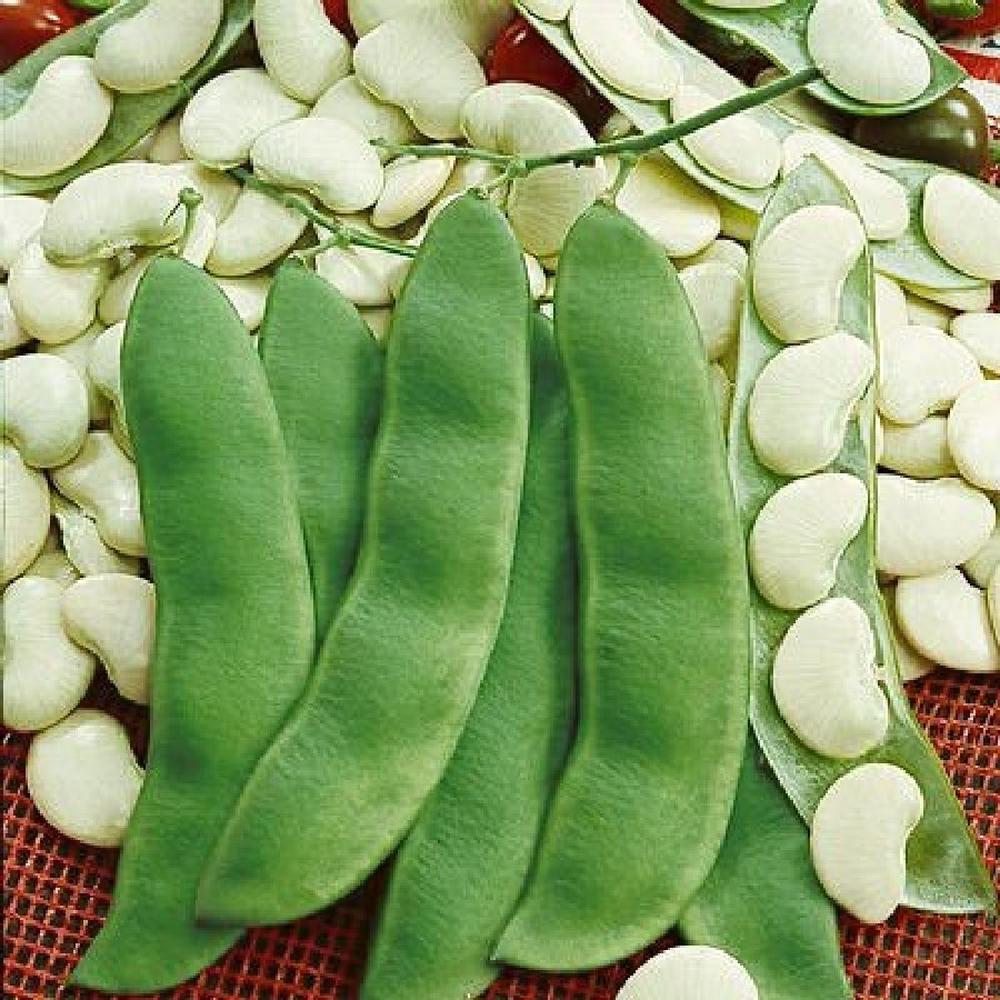 Bean Seeds (Bush Lima) - Henderson