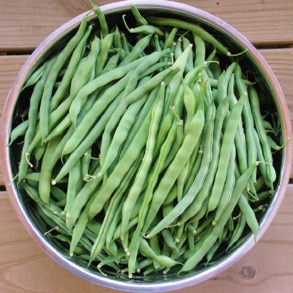 Bean Seeds (Pole) - Blue Lake FM1K