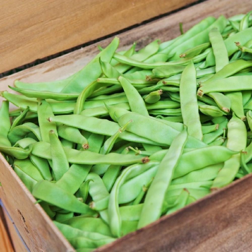 Bean Seeds (Bush) - Romano