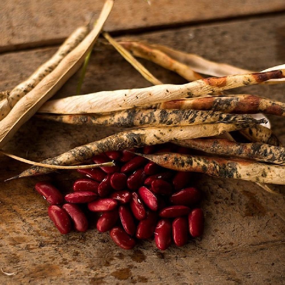 Bean Seeds (Bush) - Dark Red Kidney