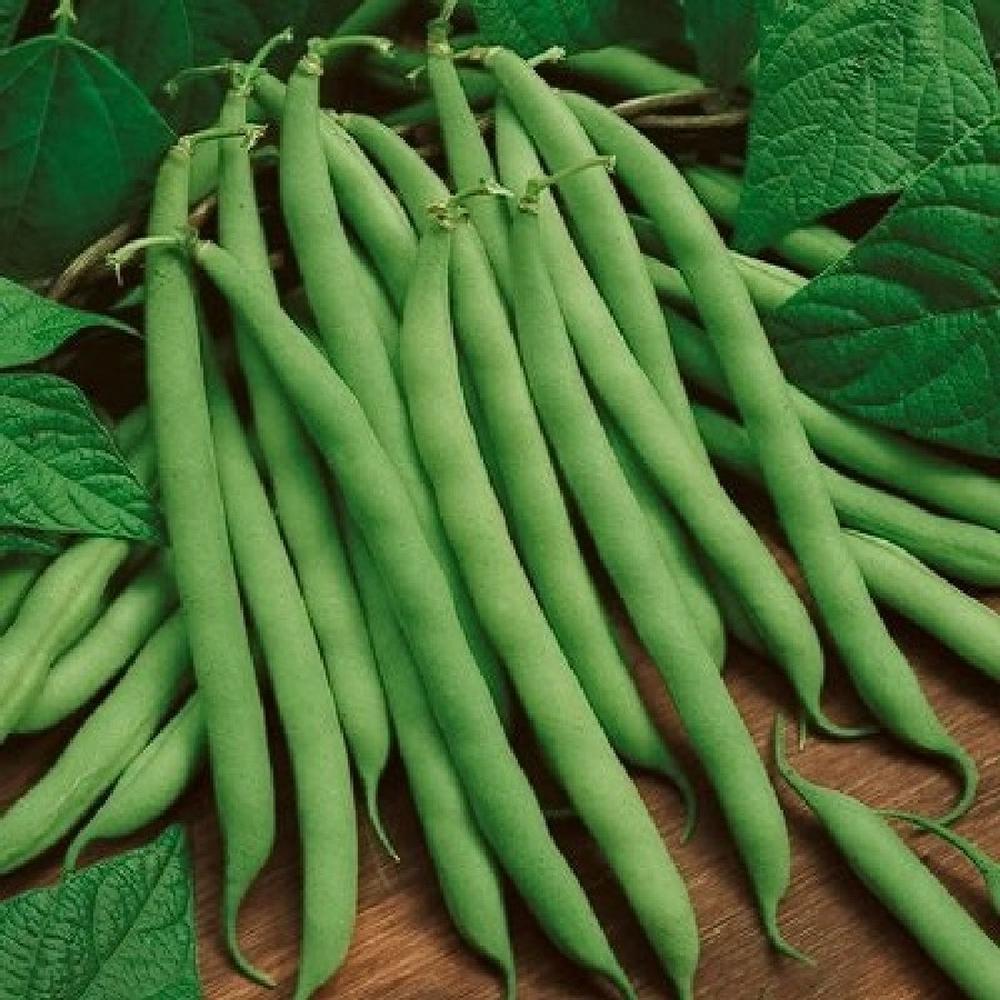 Bean Seeds (Bush) - Blue Lake 274