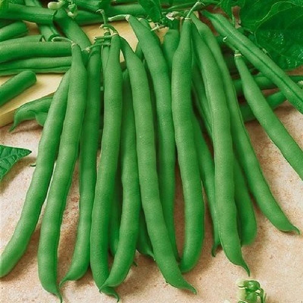 Bean Seeds (Organic) - Contender