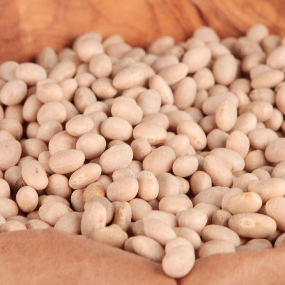 Bean Seeds (Bush) - Navy