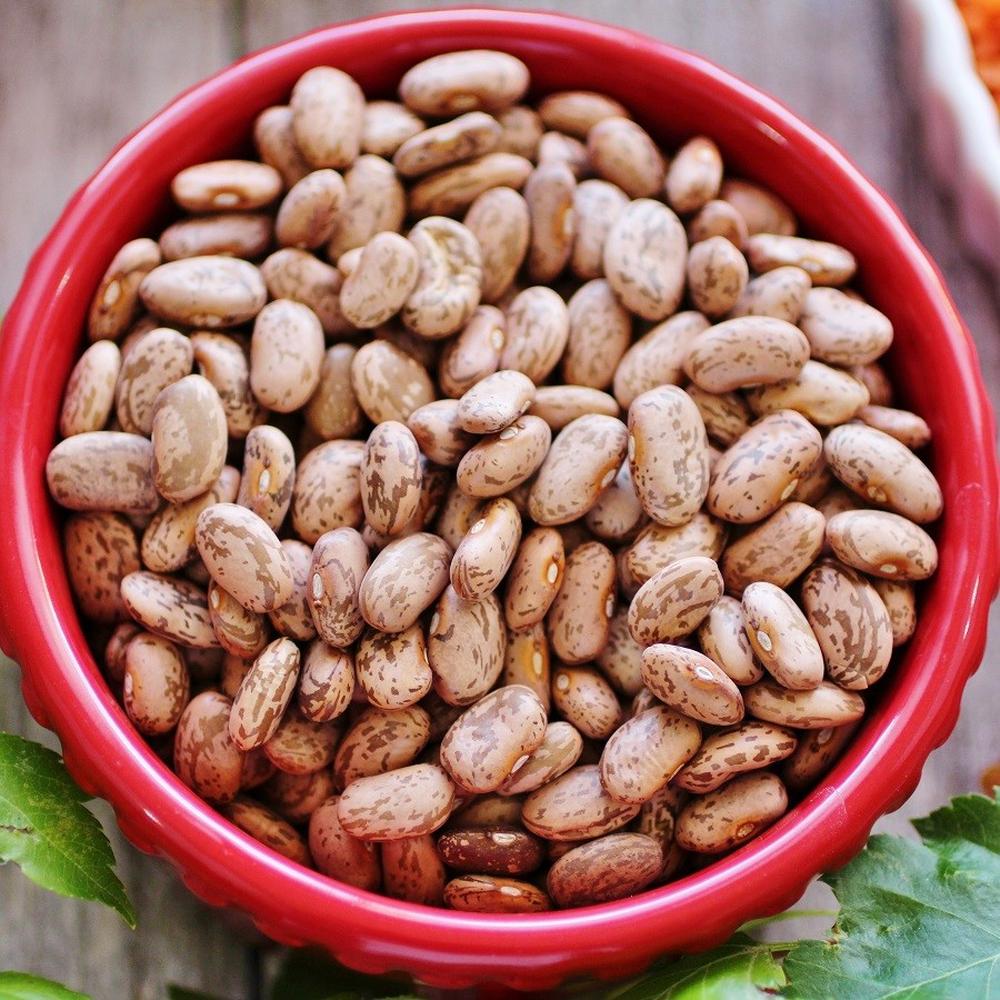 Bean Seeds (Bush) - Pinto