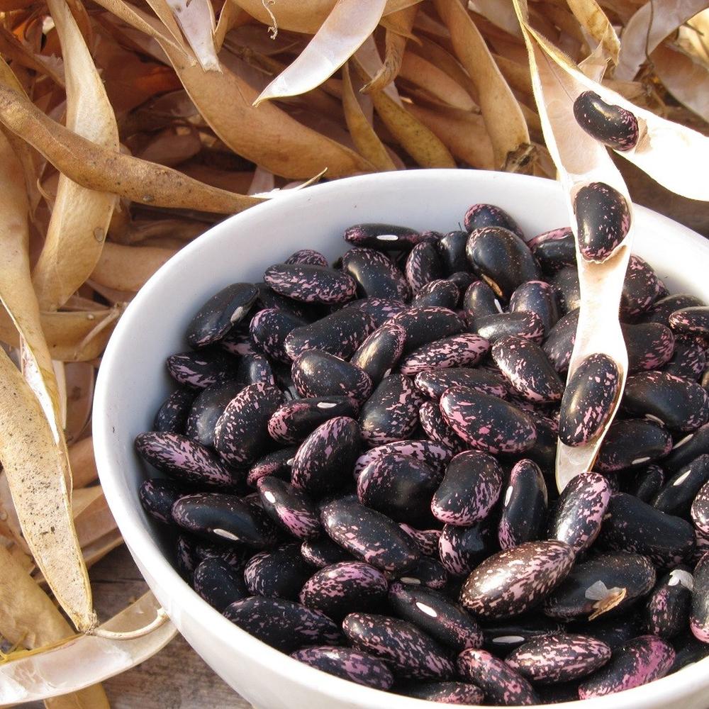 Bean Seeds (Runner) - Scarlet Emperor