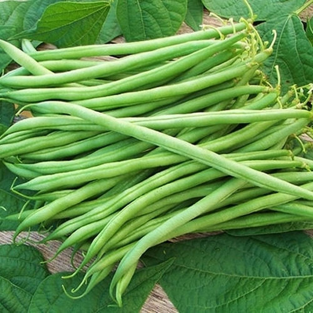 Bean Seeds (Bush) - Landreth Stringless