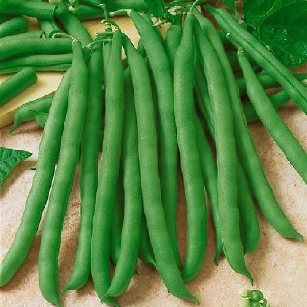 Bean Seeds (Bush) - Commodore Improved