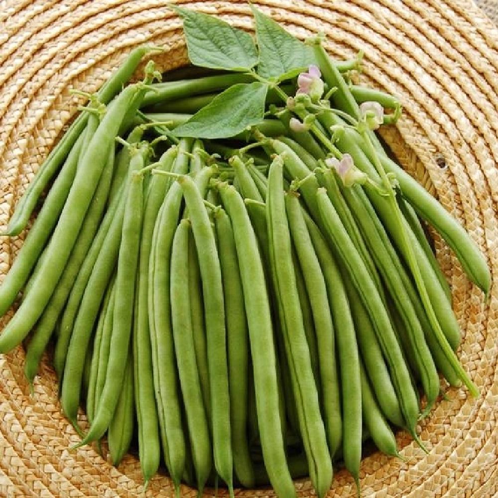 Bean Seeds (Bush) - Stringless Greenpod