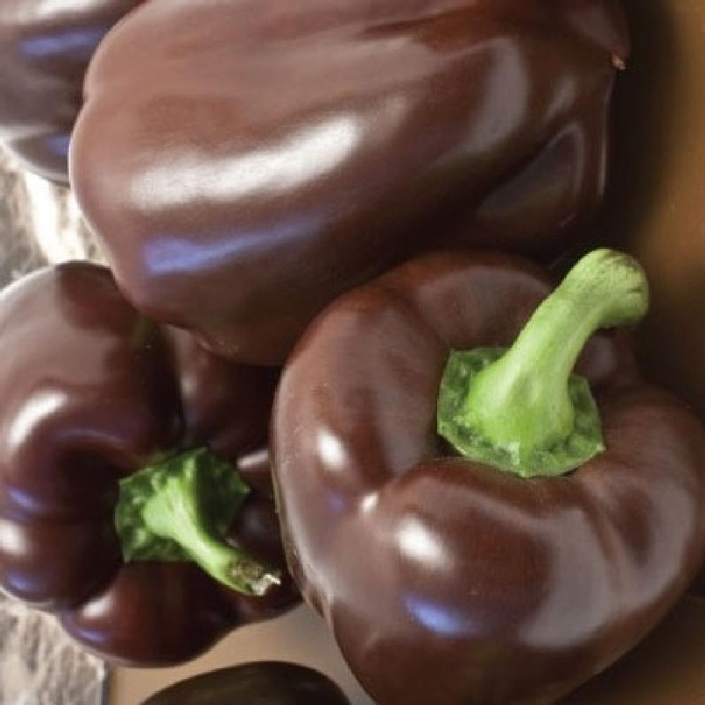 Sweet Pepper Seeds - Chocolate Beauty
