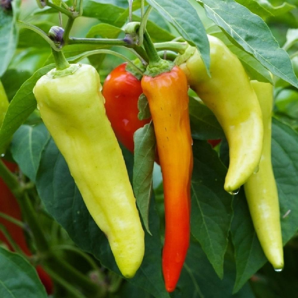Sweet Pepper Seeds - Sweet Banana