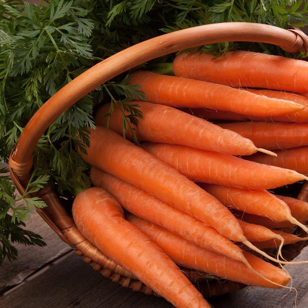 Carrot Seeds - Danvers 126