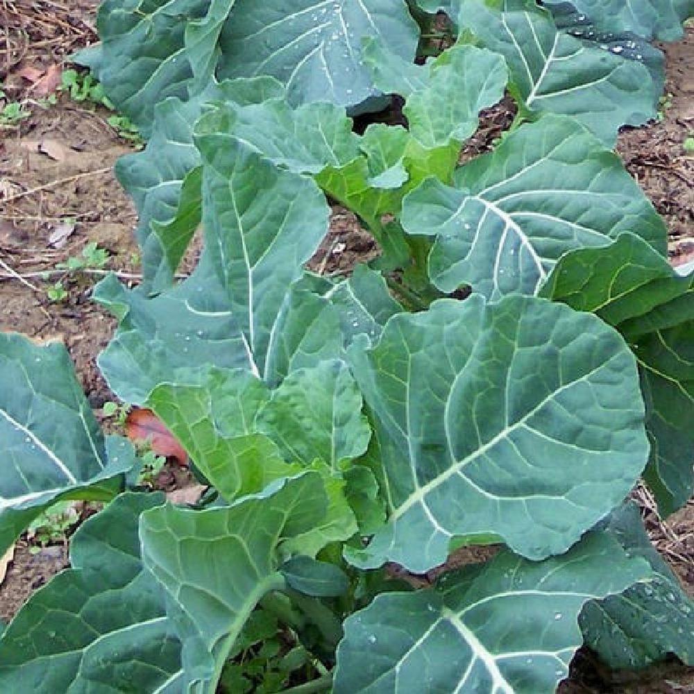 Collard Seeds - Georgia Southern