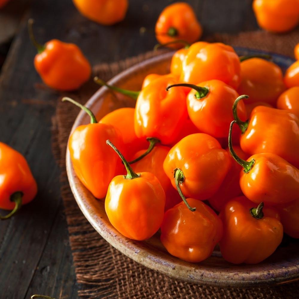 Hot Pepper Seeds (Organic) - Habanero Orange