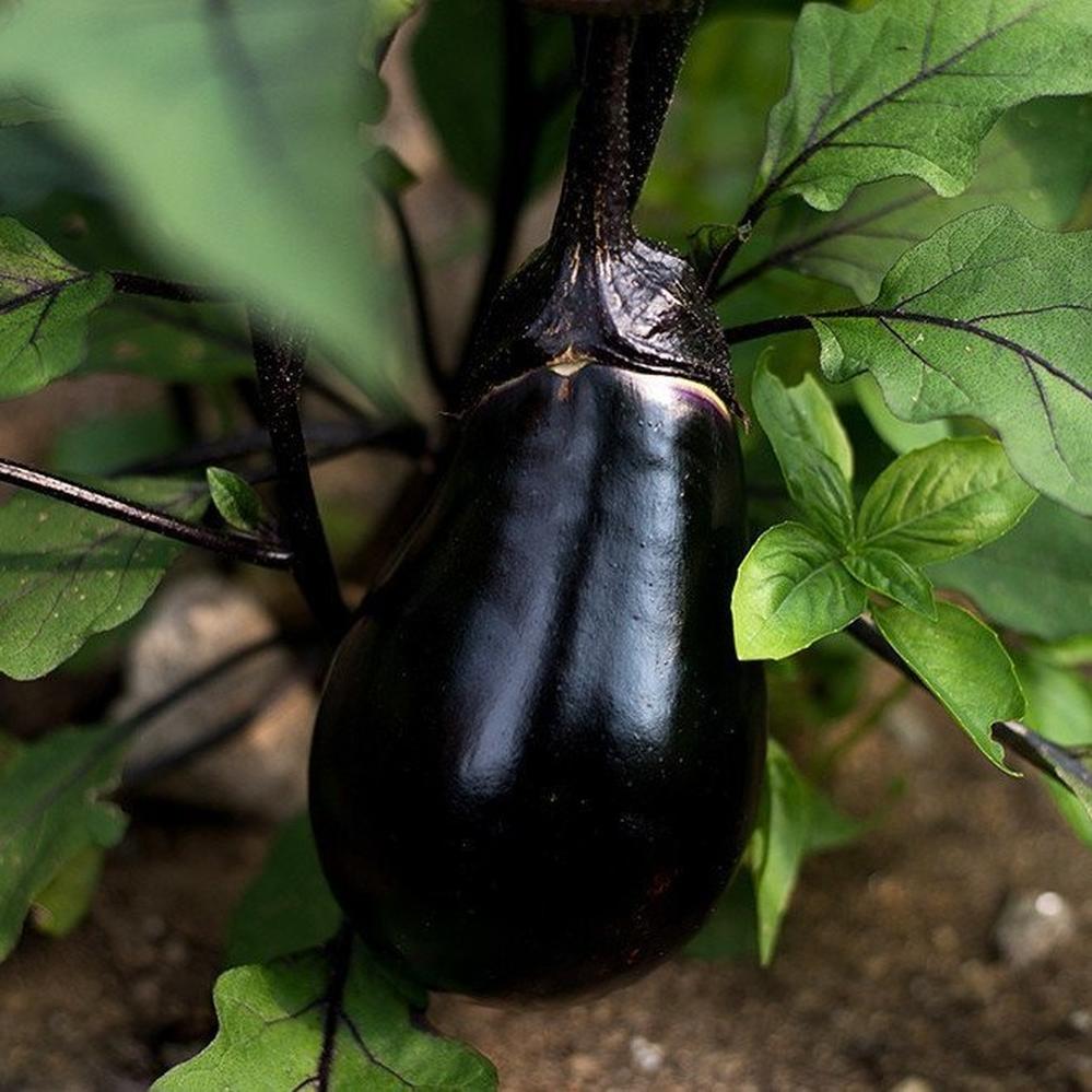 Eggplant Seeds - Black Egg