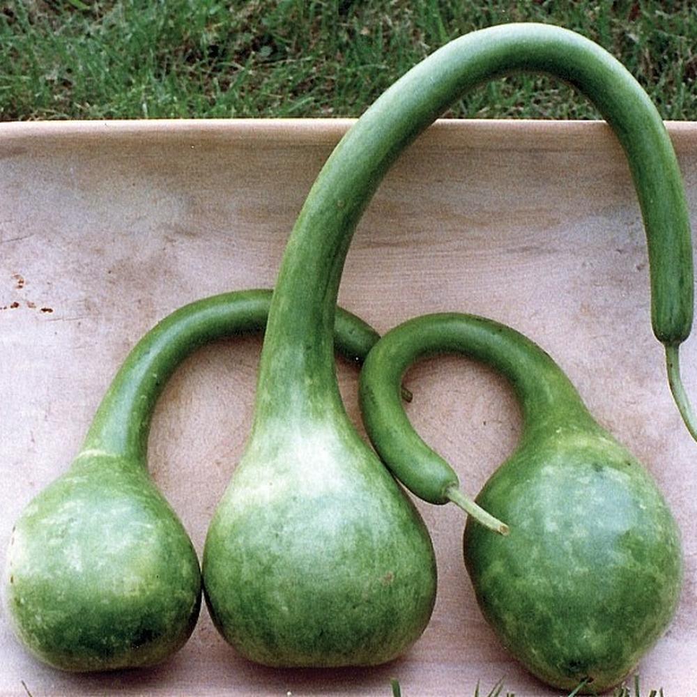 Gourd Seeds - Dipper