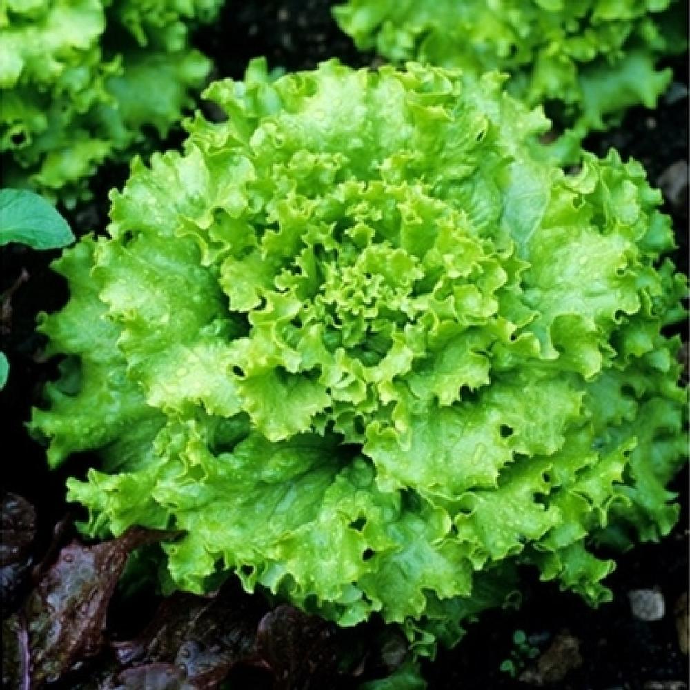 Lettuce Seeds - Grand Rapids TBR