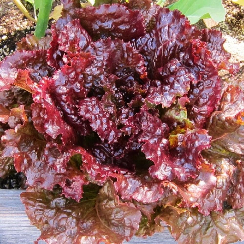 Lettuce Seeds - Ruby