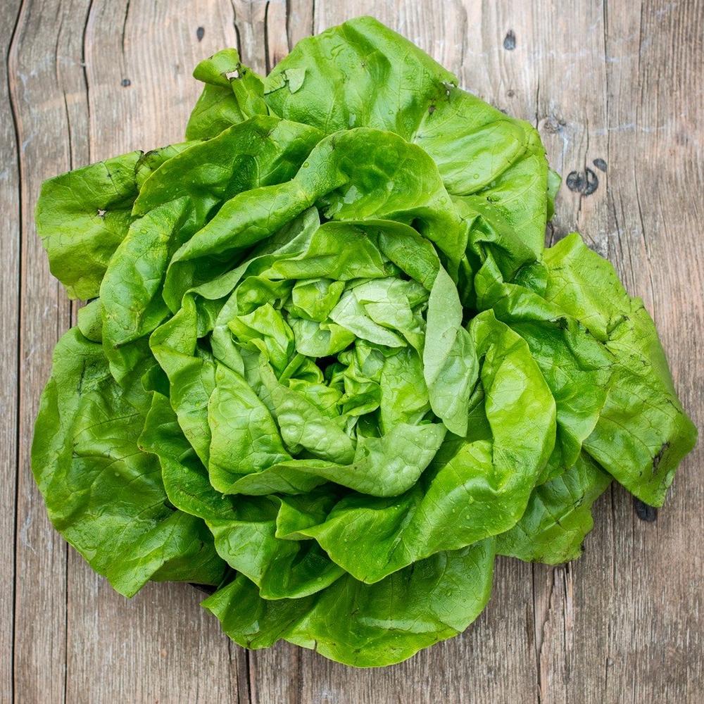 Lettuce Seeds - White Boston