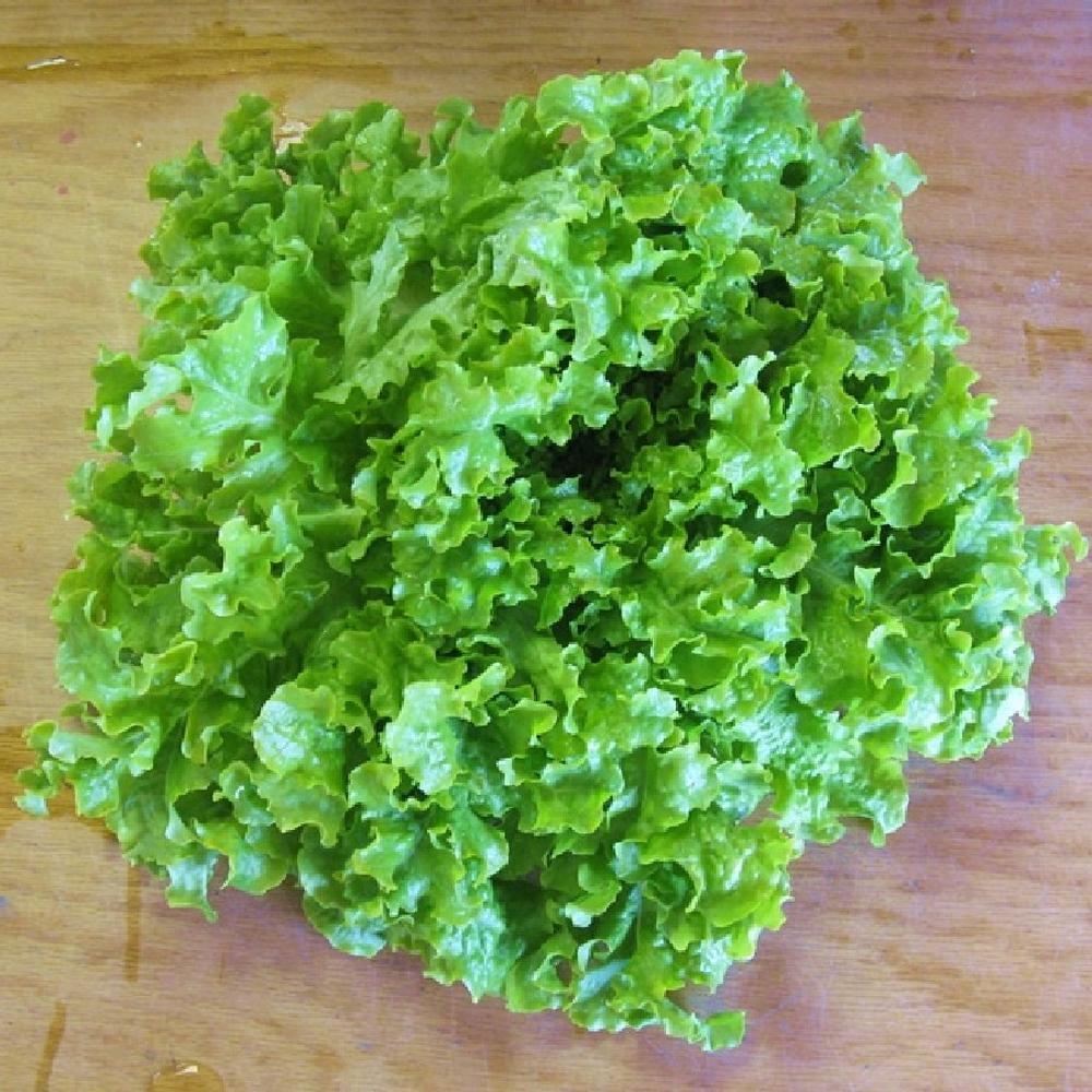 Lettuce Seeds - Salad Bowl - Green