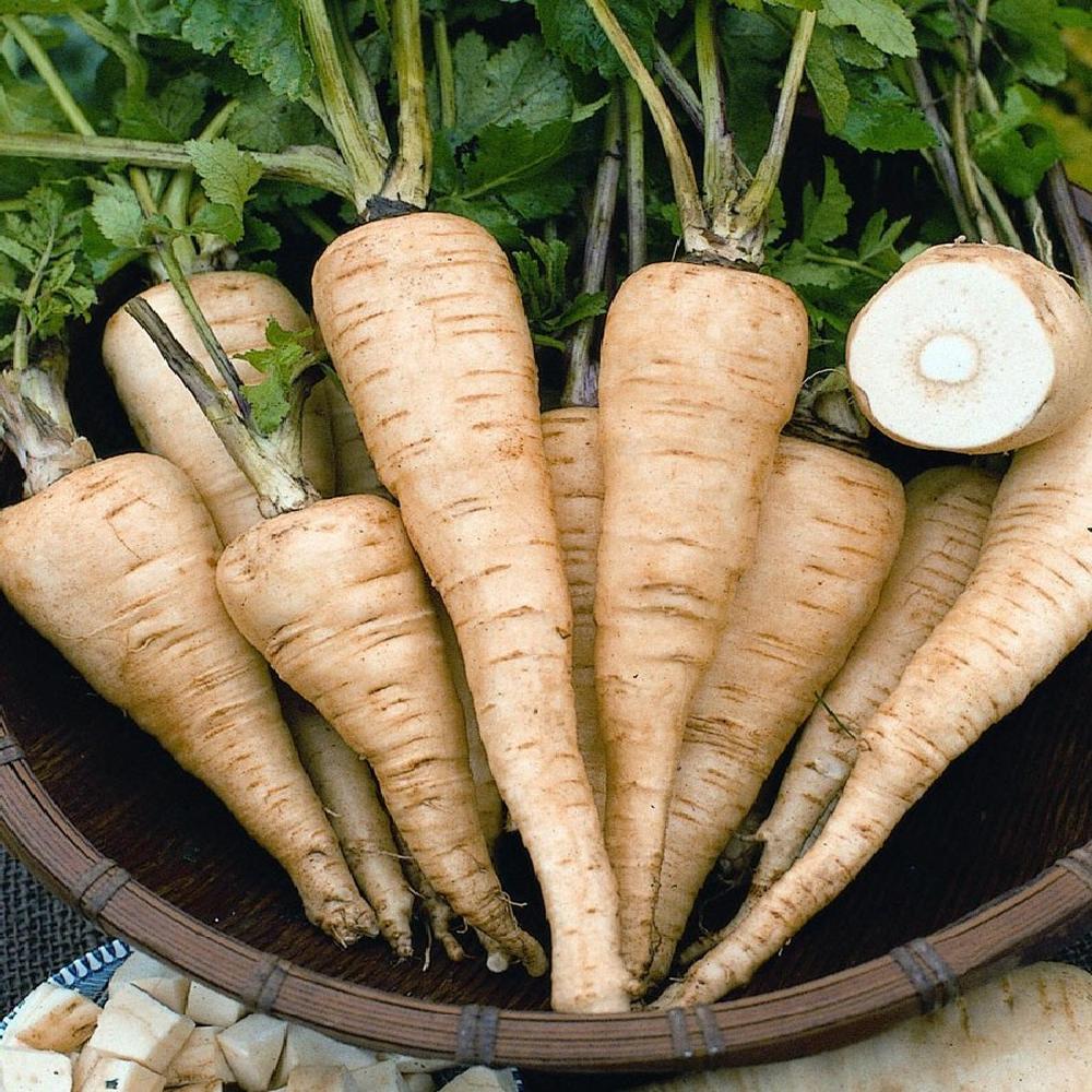 Parsnip Seeds - All-American