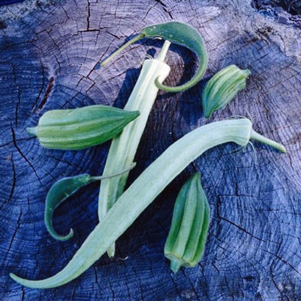 Okra Seeds - Cow Horn