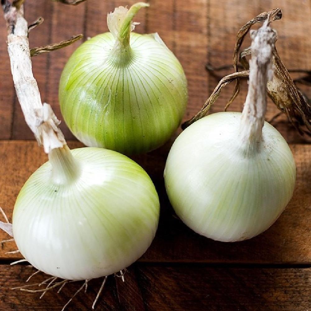 Onion Seeds (Short Day) - White Grano