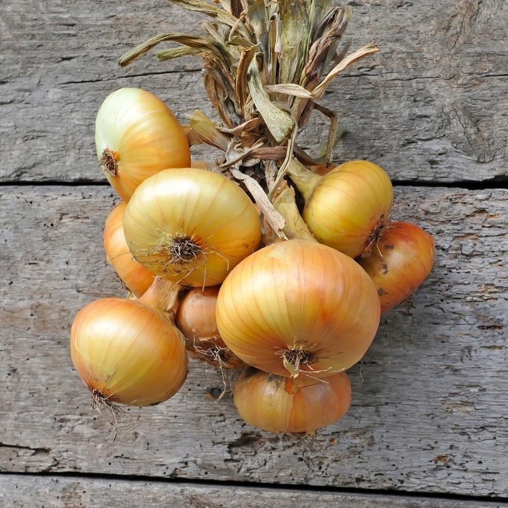 Onion Seeds (Short Day) - Yellow Granex