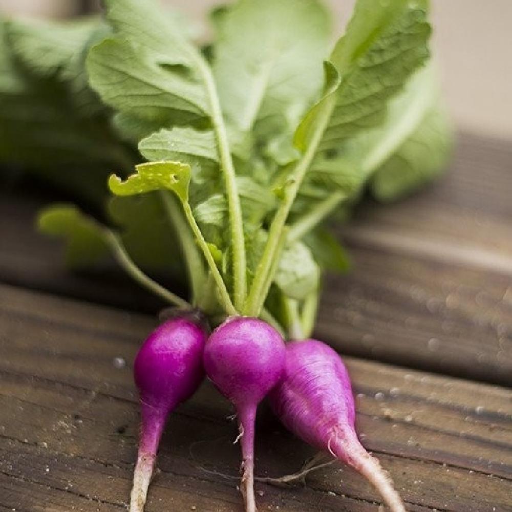 Radish Seeds - Purple Plum