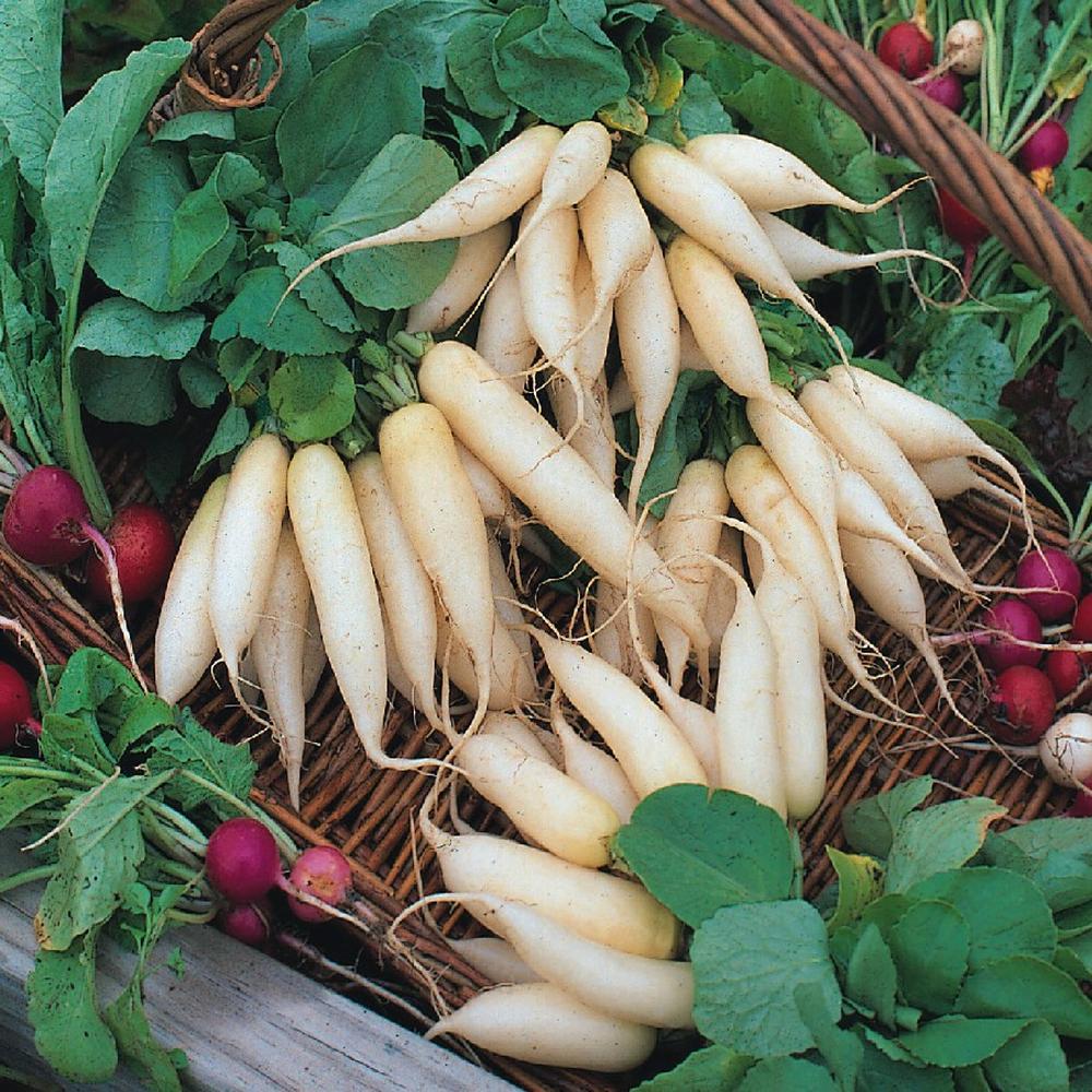 Radish Seeds - White Icicle