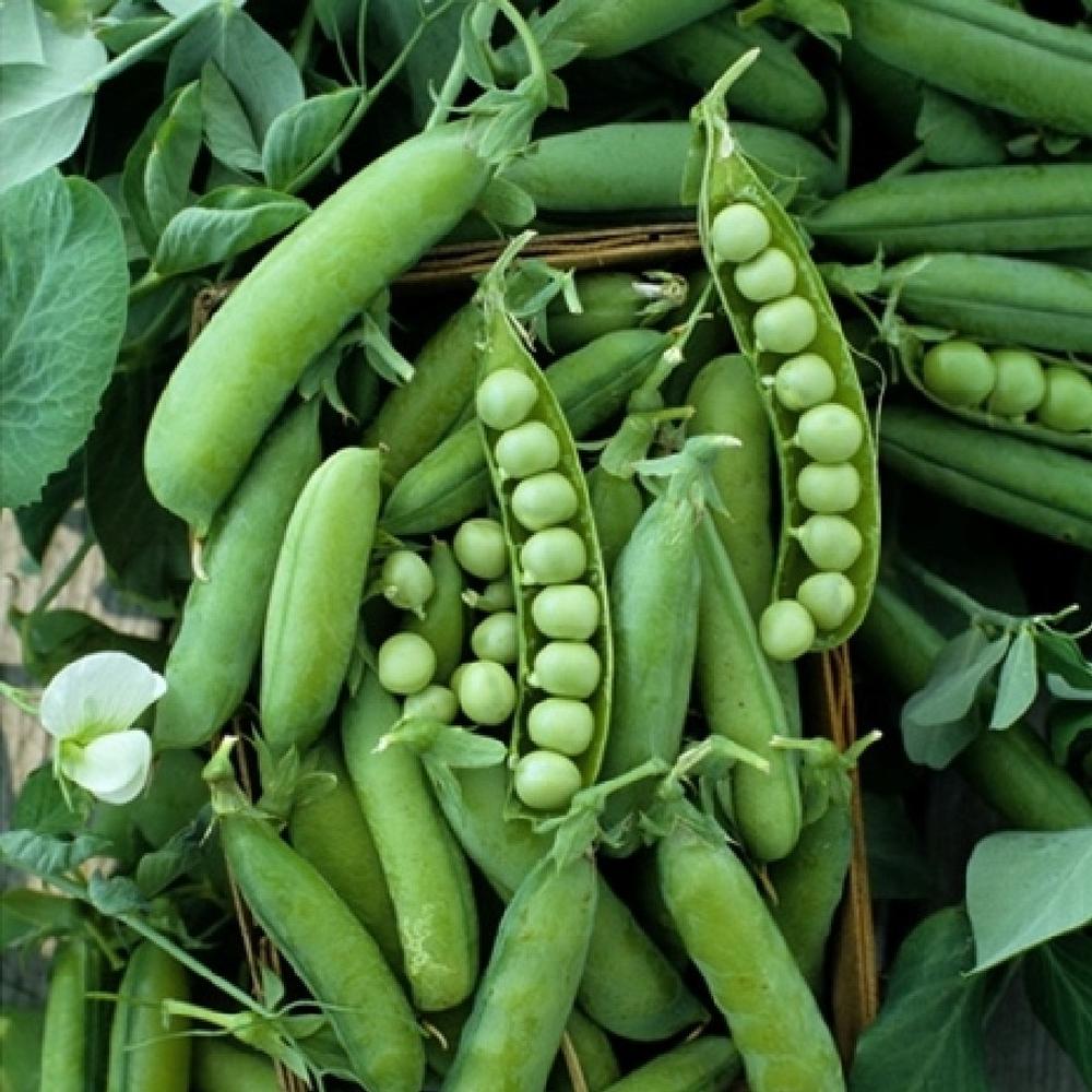 Pea Seeds - Alaska