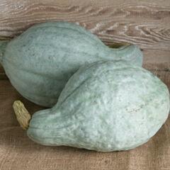 Squash (Winter) Seeds - Hubbard Blue