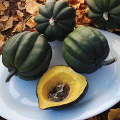 Squash Seeds (Organic) - Acorn Table Queen