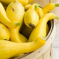 Squash Seeds (Organic) - Golden Summer Crookneck